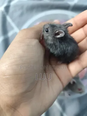Russian Dwarf Hamster Pair 5 Weeks Old