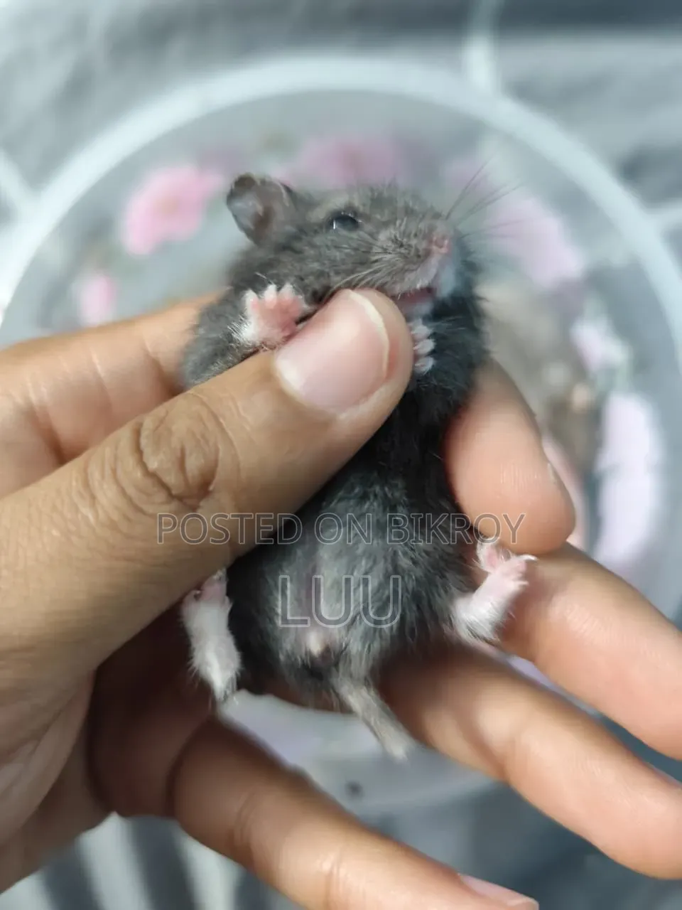 Russian Dwarf Hamster Pair 5 Weeks Old
