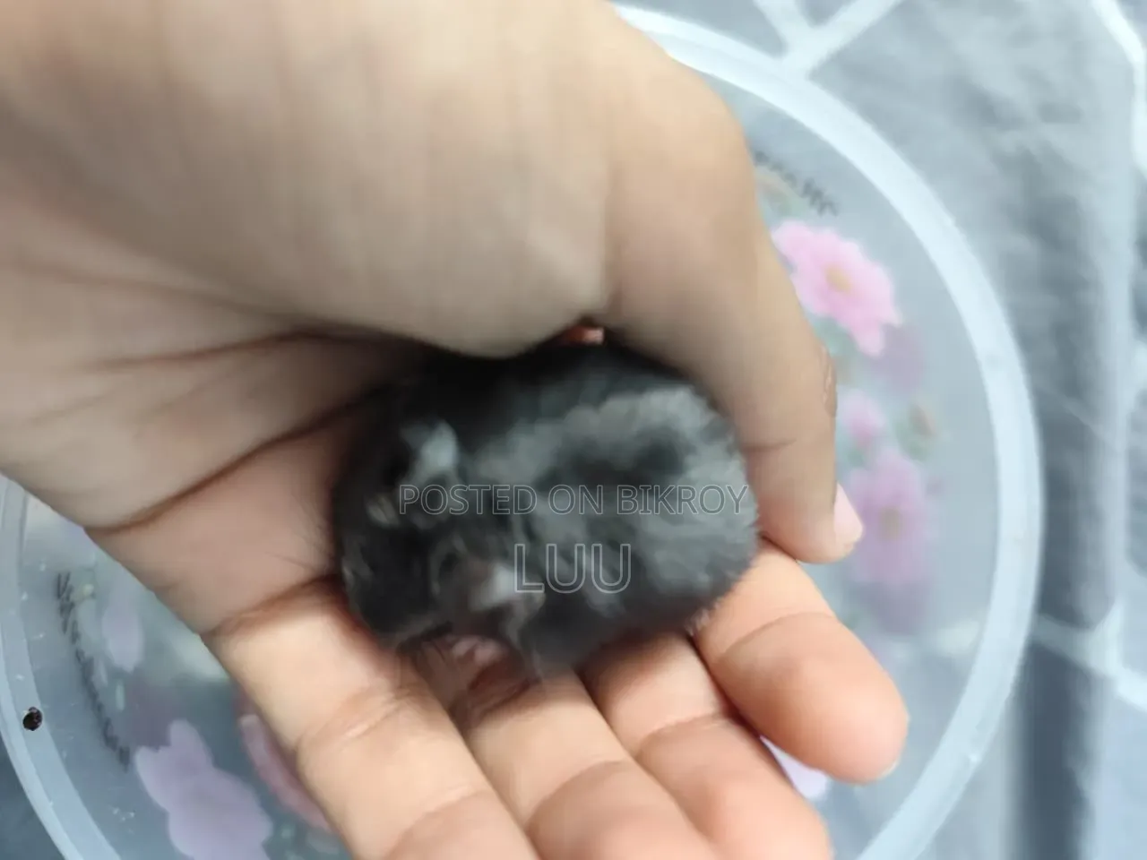 Russian Dwarf Hamster Pair 5 Weeks Old