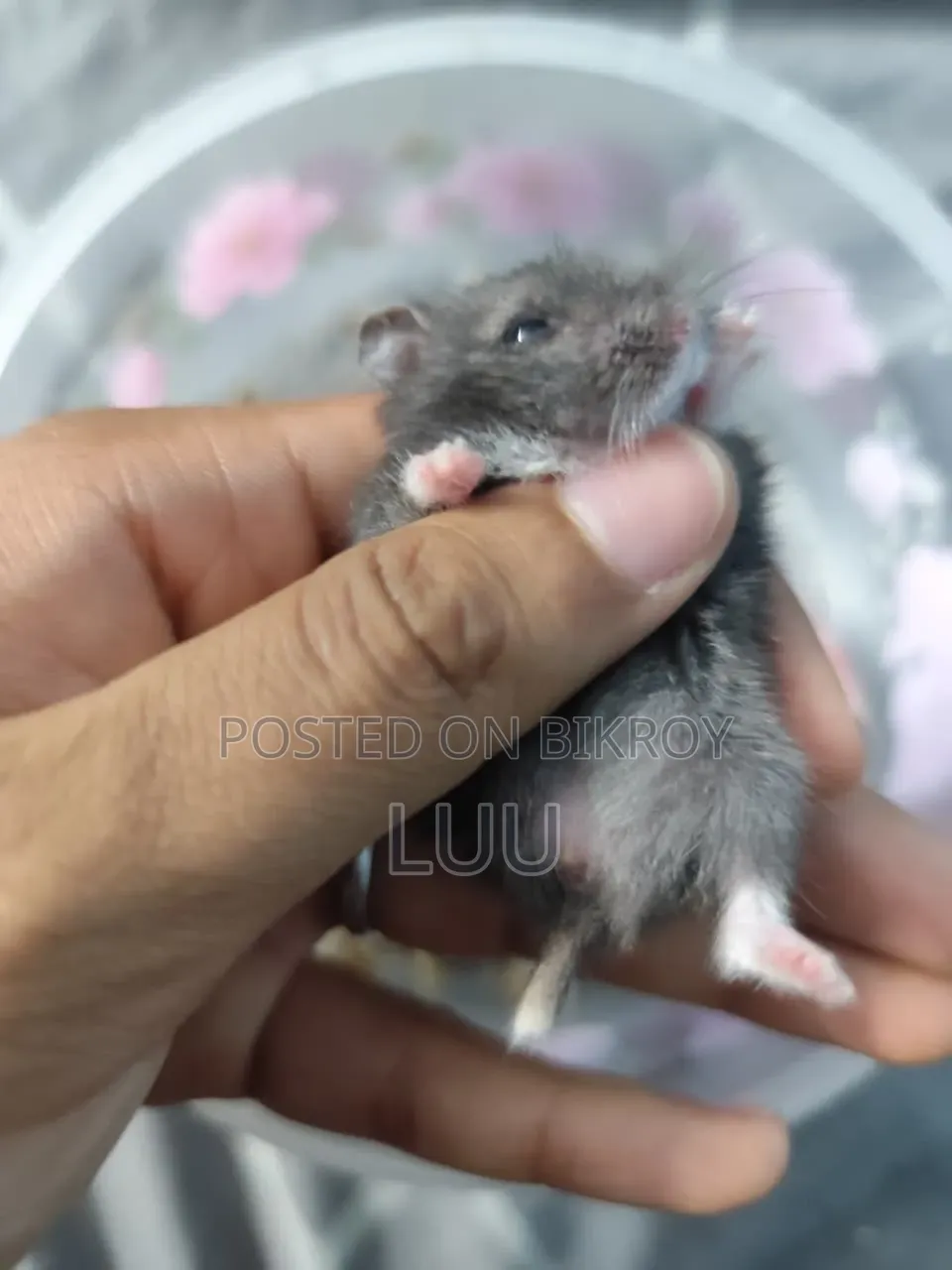 Russian Dwarf Hamster Pair 5 Weeks Old