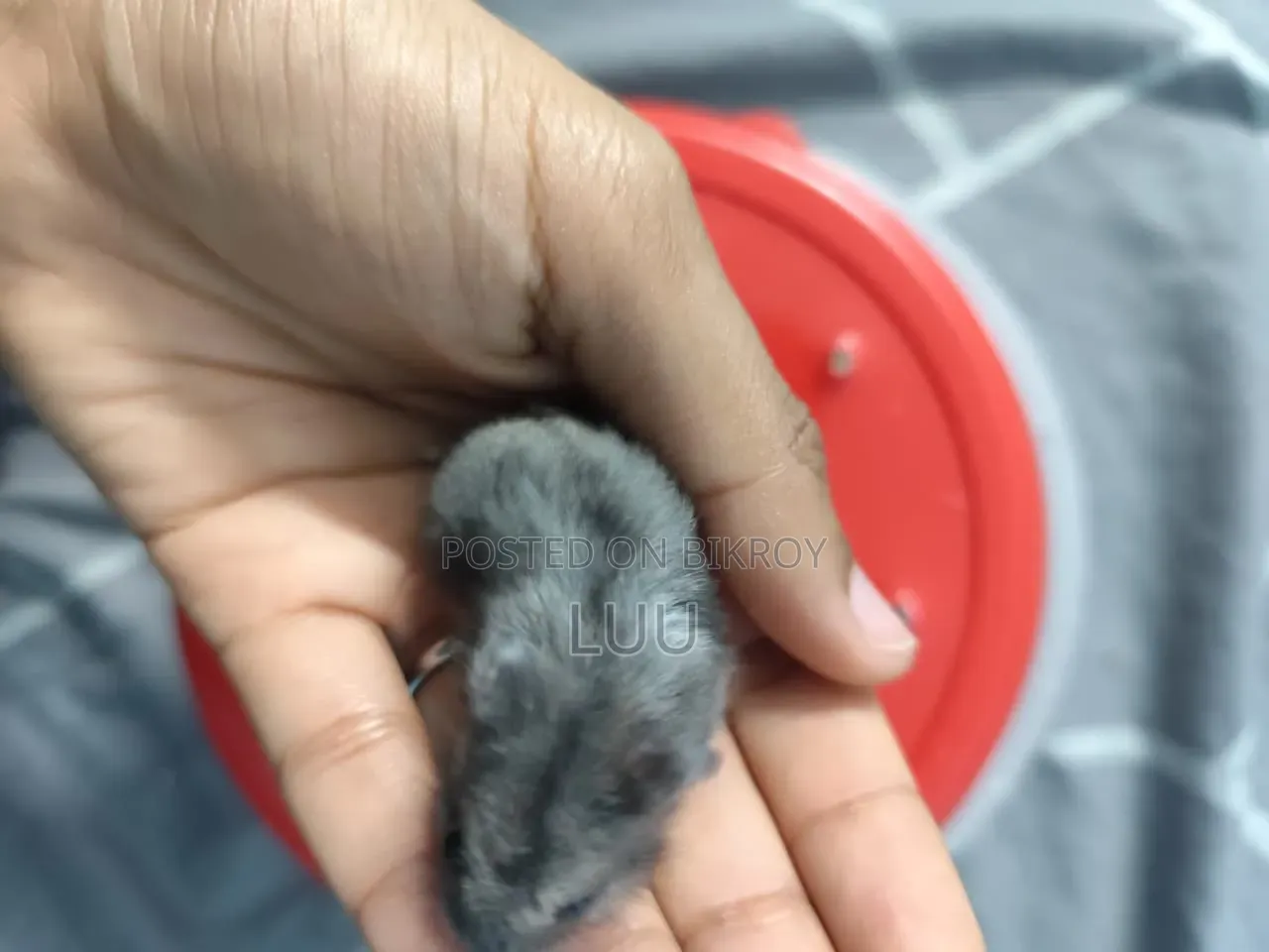 Russian Dwarf Hamster Pair 5 Weeks Old