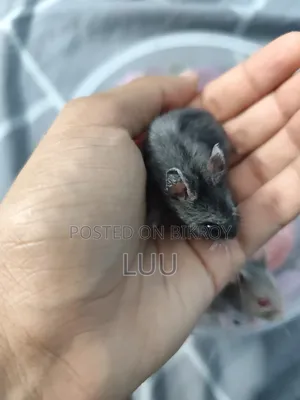 Russian Dwarf Hamster 5 Weeks Old