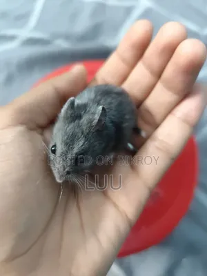 Russian Dwarf Hamster 5 Weeks Old