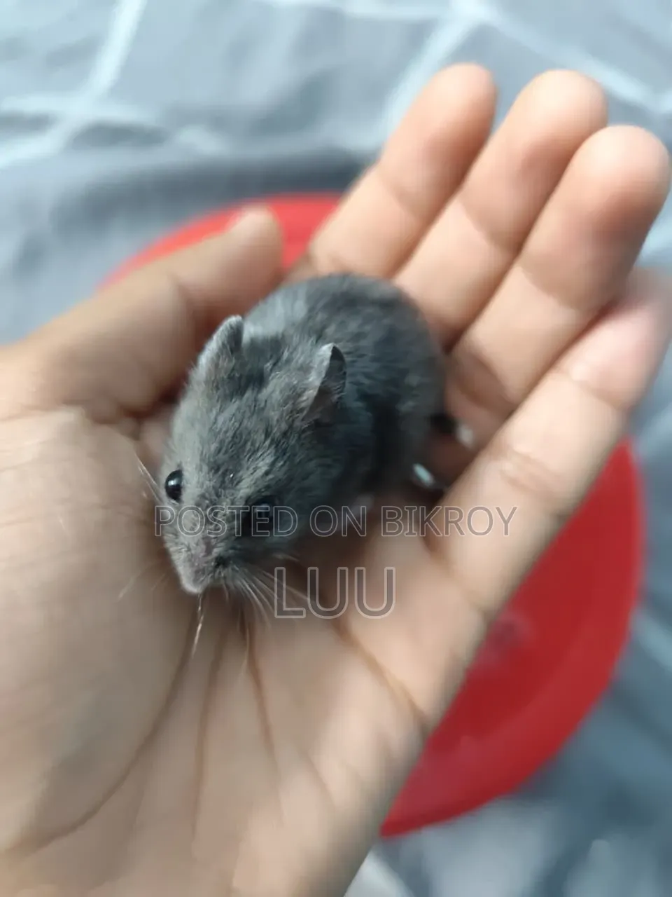 Russian Dwarf Hamster 5 Weeks Old