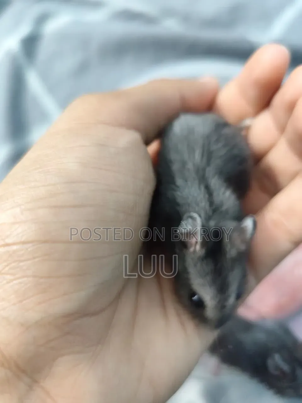 Russian Dwarf Hamster 5 Weeks Old