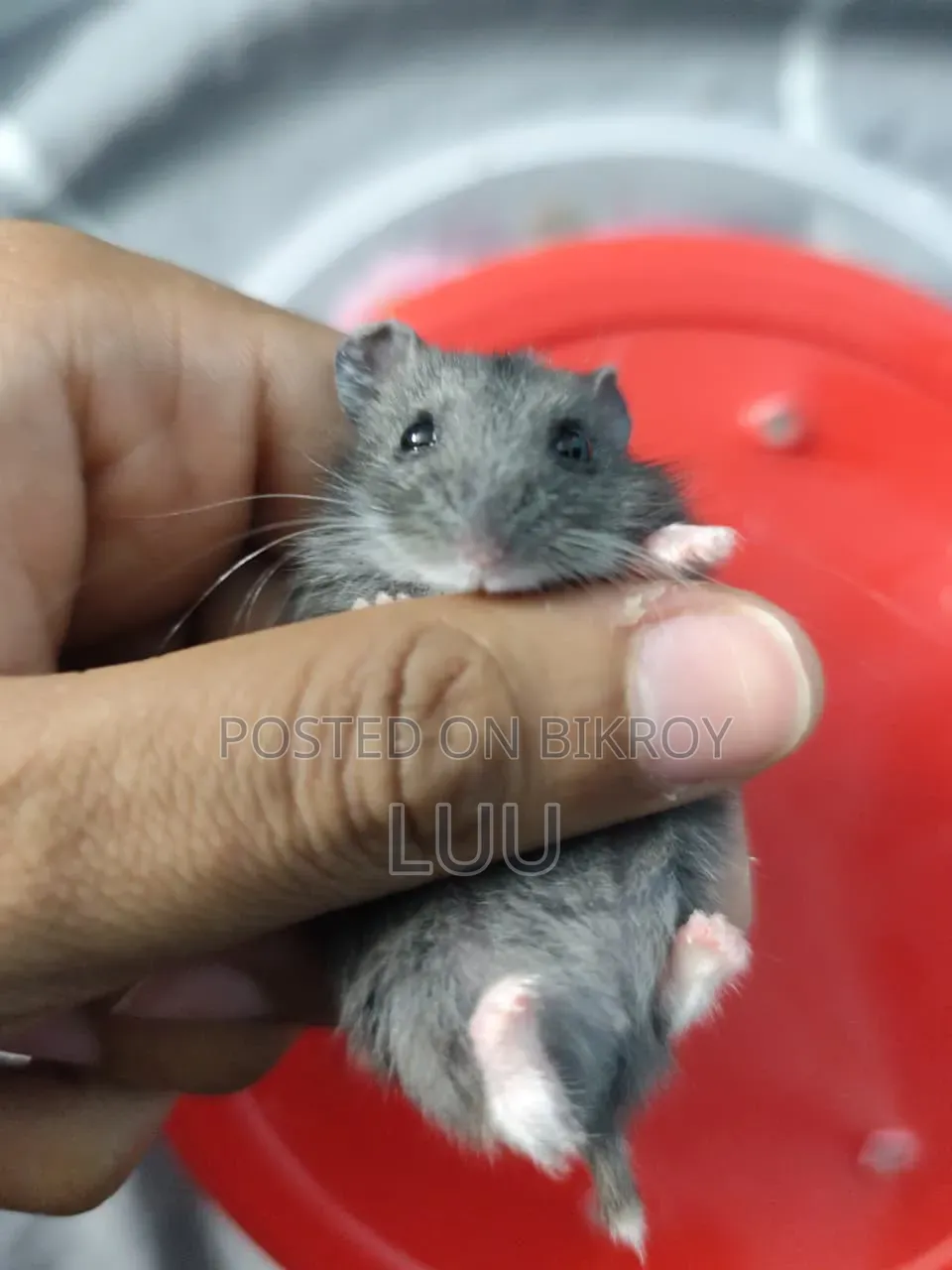 Russian Dwarf Hamster 5 Weeks Old