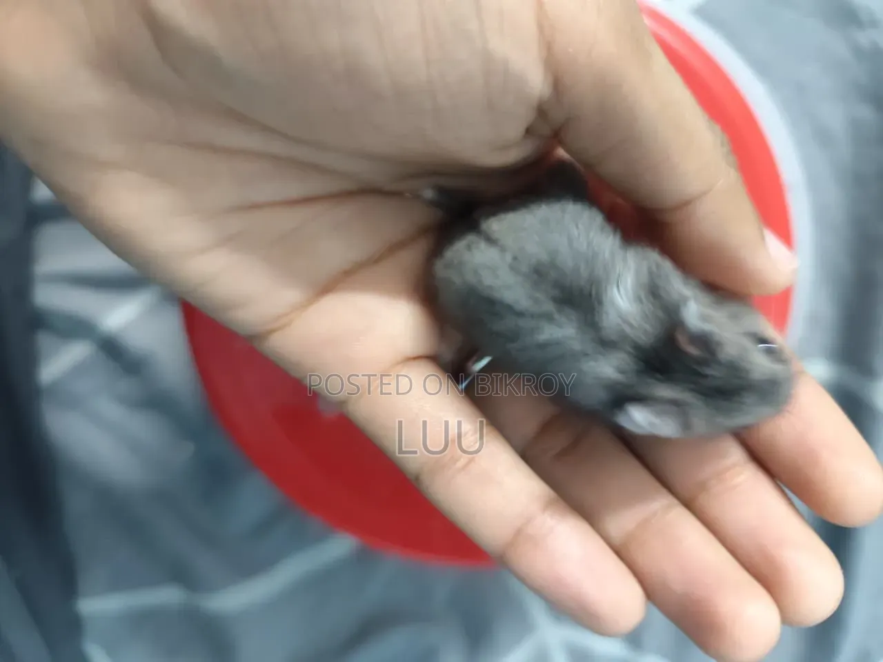 Russian Dwarf Hamster 5 Weeks Old
