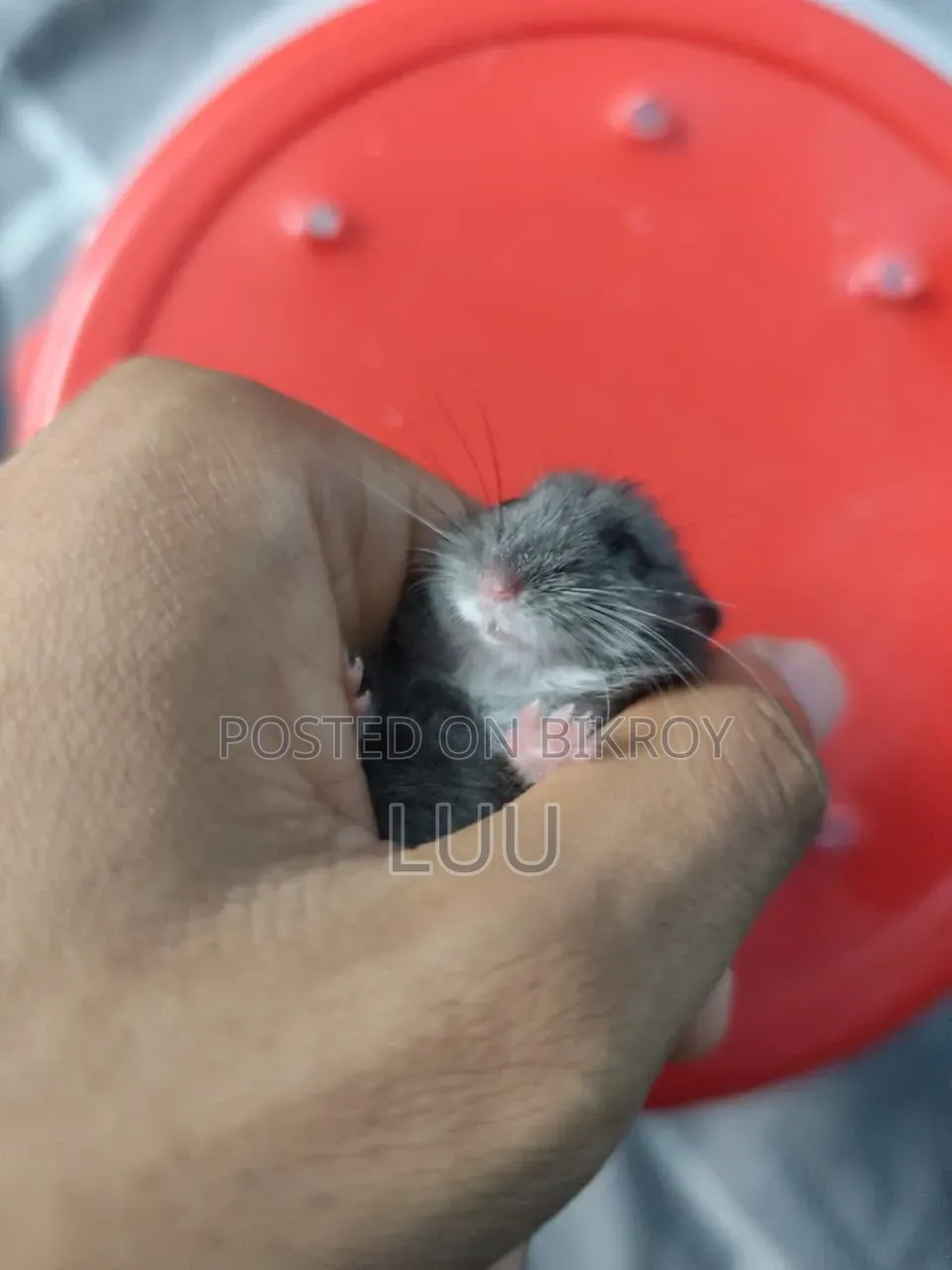 Russian Dwarf Hamster 5 Weeks Old