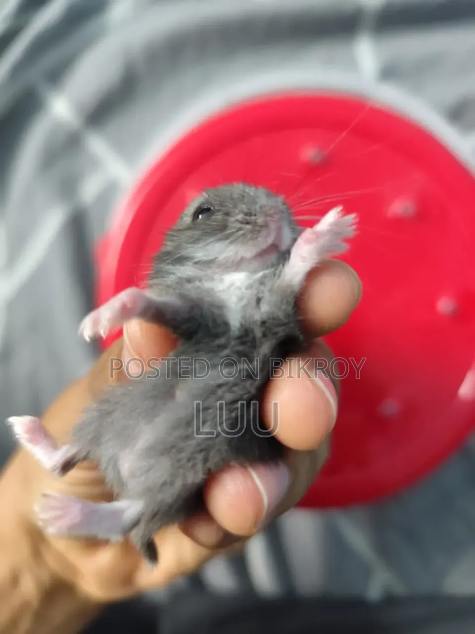 Russian Dwarf Hamster 5 Weeks Old