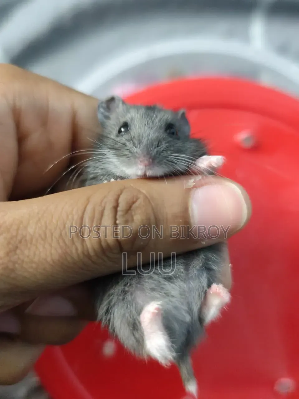 Russian Dwarf Hamster 5 Weeks Old
