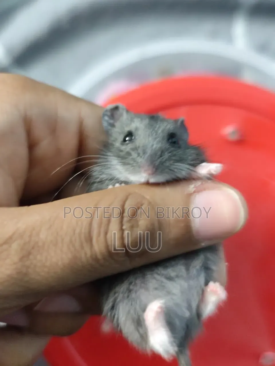 Russian Dwarf Hamster 5 Weeks Old
