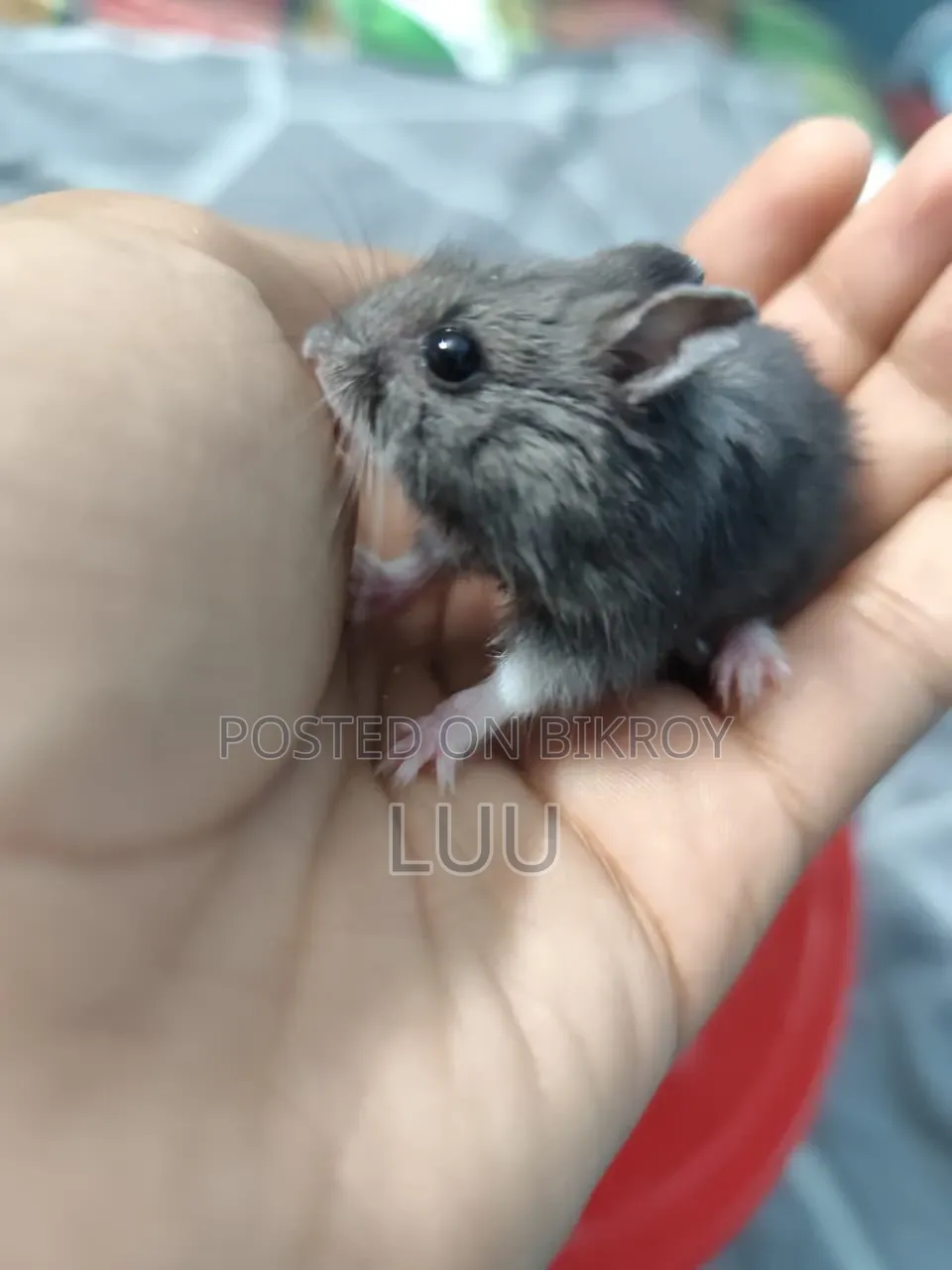 Russian Dwarf Hamster 5 Weeks Old