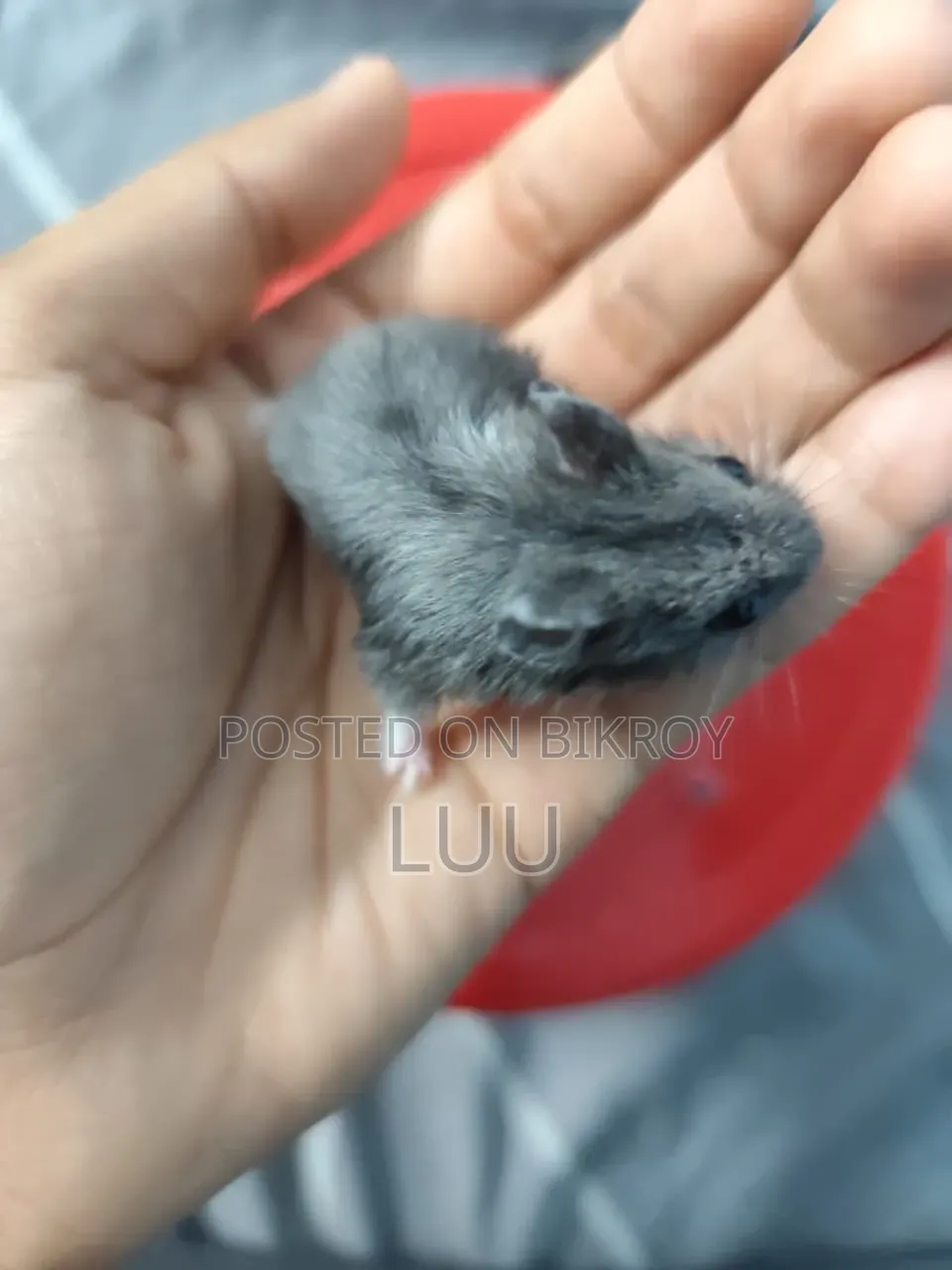 Russian Dwarf Hamster 5 Weeks Old