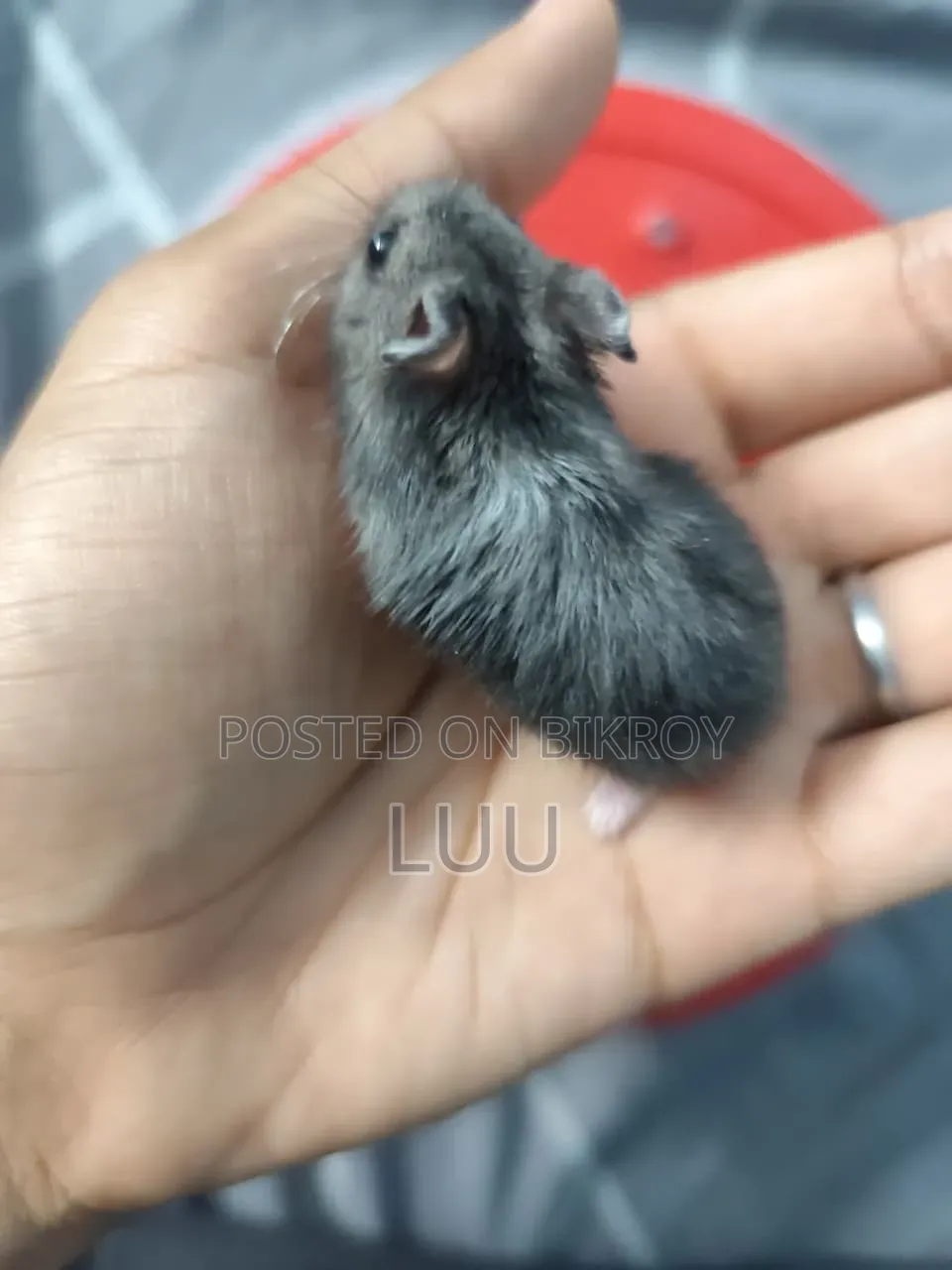 Russian Dwarf Hamster 5 Weeks Old