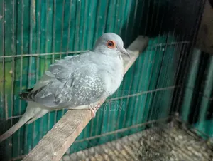Male Diamond Dove