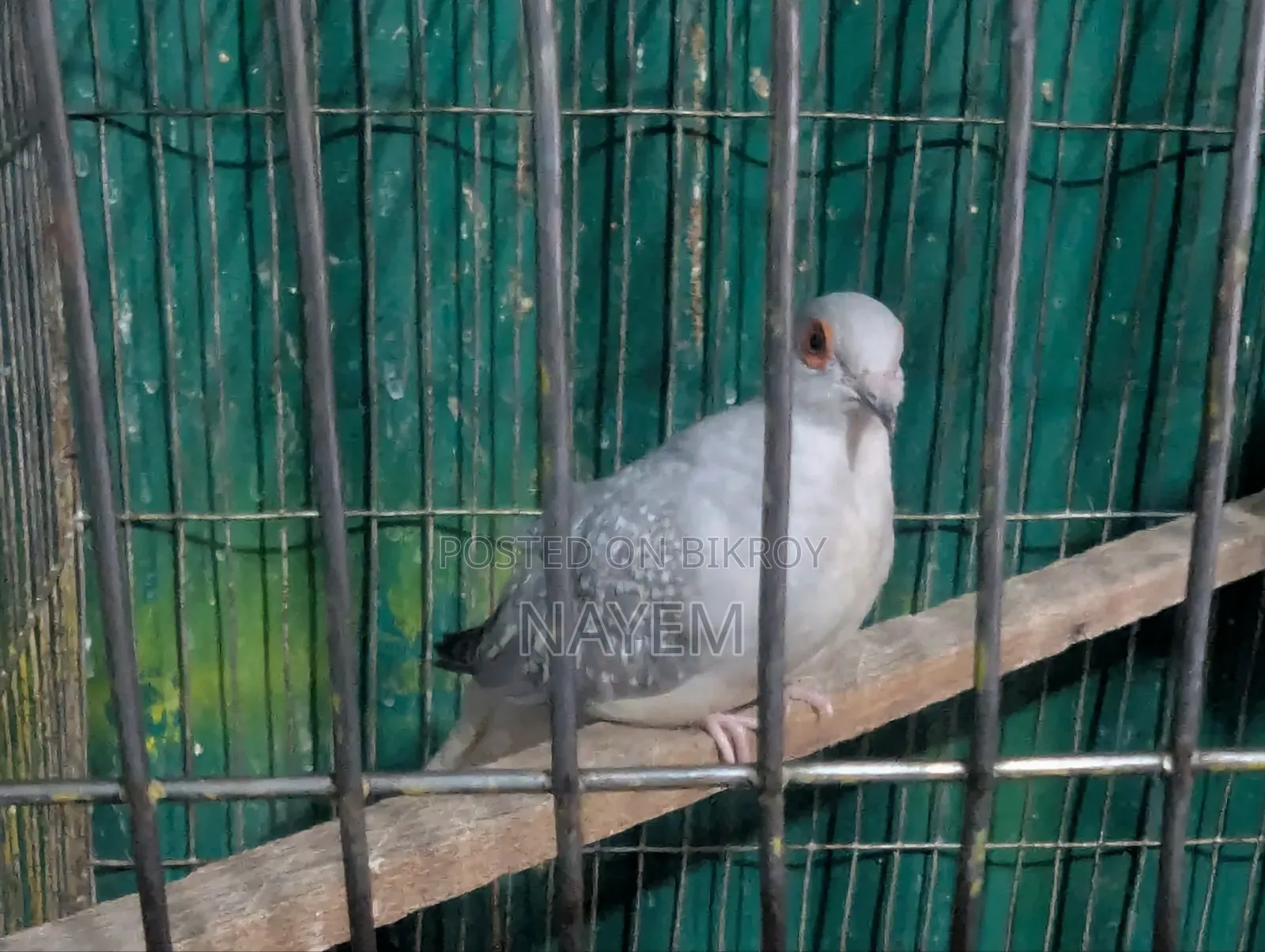 Male Diamond Dove
