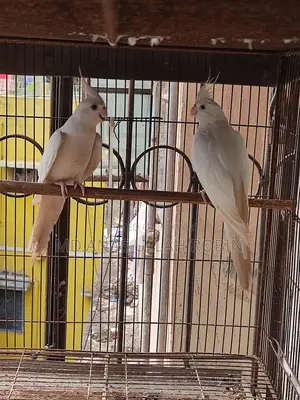 Albino Cocatile Pair