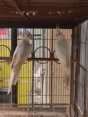 Albino Cocatile Pair