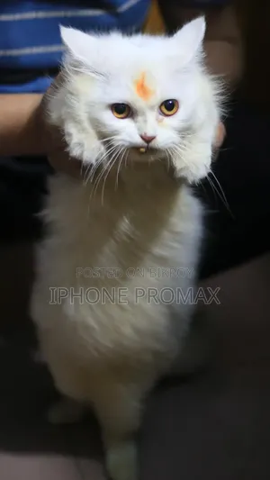 6-12 Months Female Mixed Breed Persian