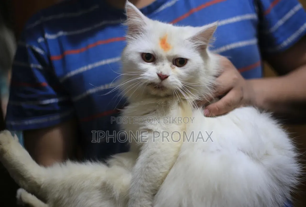 6-12 Months Female Mixed Breed Persian