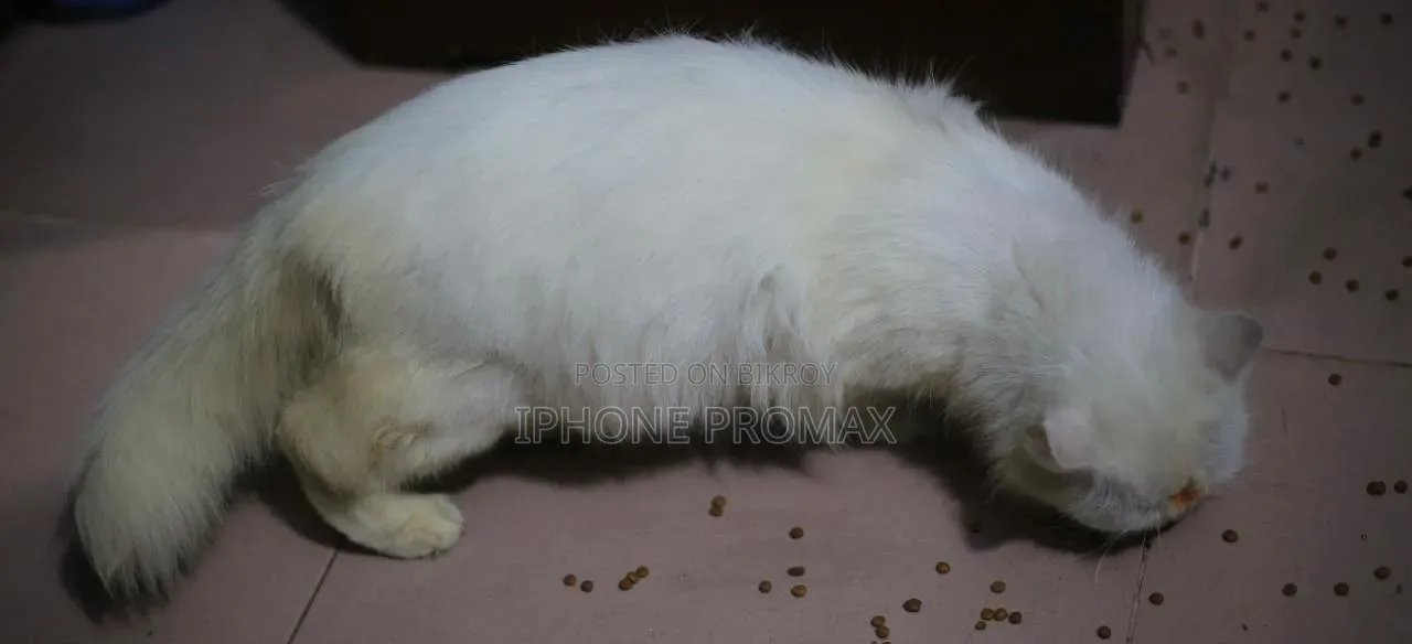 6-12 Months Female Mixed Breed Persian