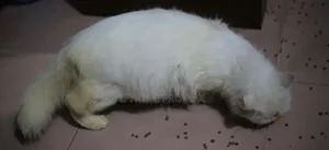 6-12 Months Female Mixed Breed Persian