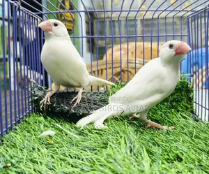 White Java Breeding Pair