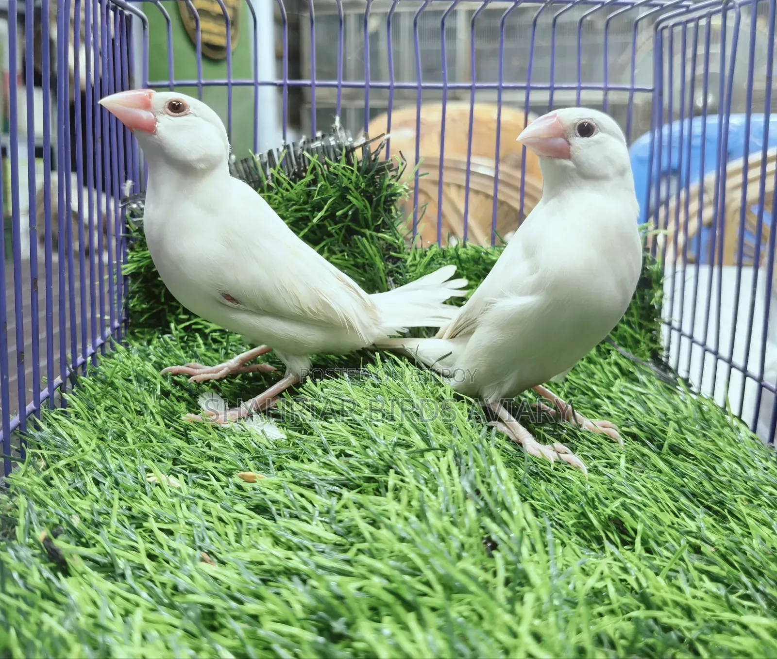 White Java Breeding Pair