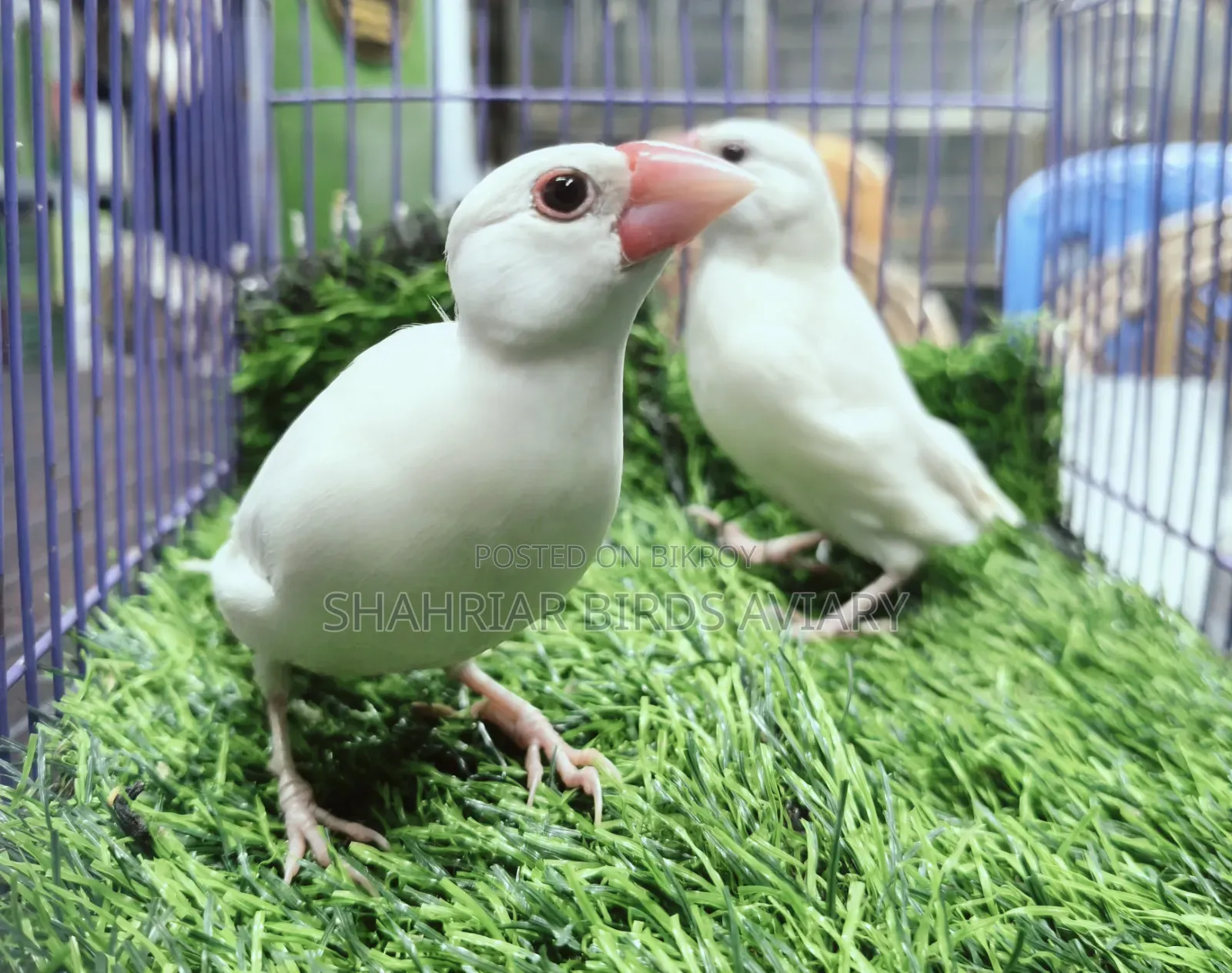 White Java Breeding Pair