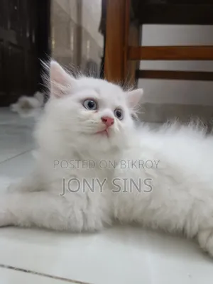 1-3 Months Female Purebred Persian Kitten