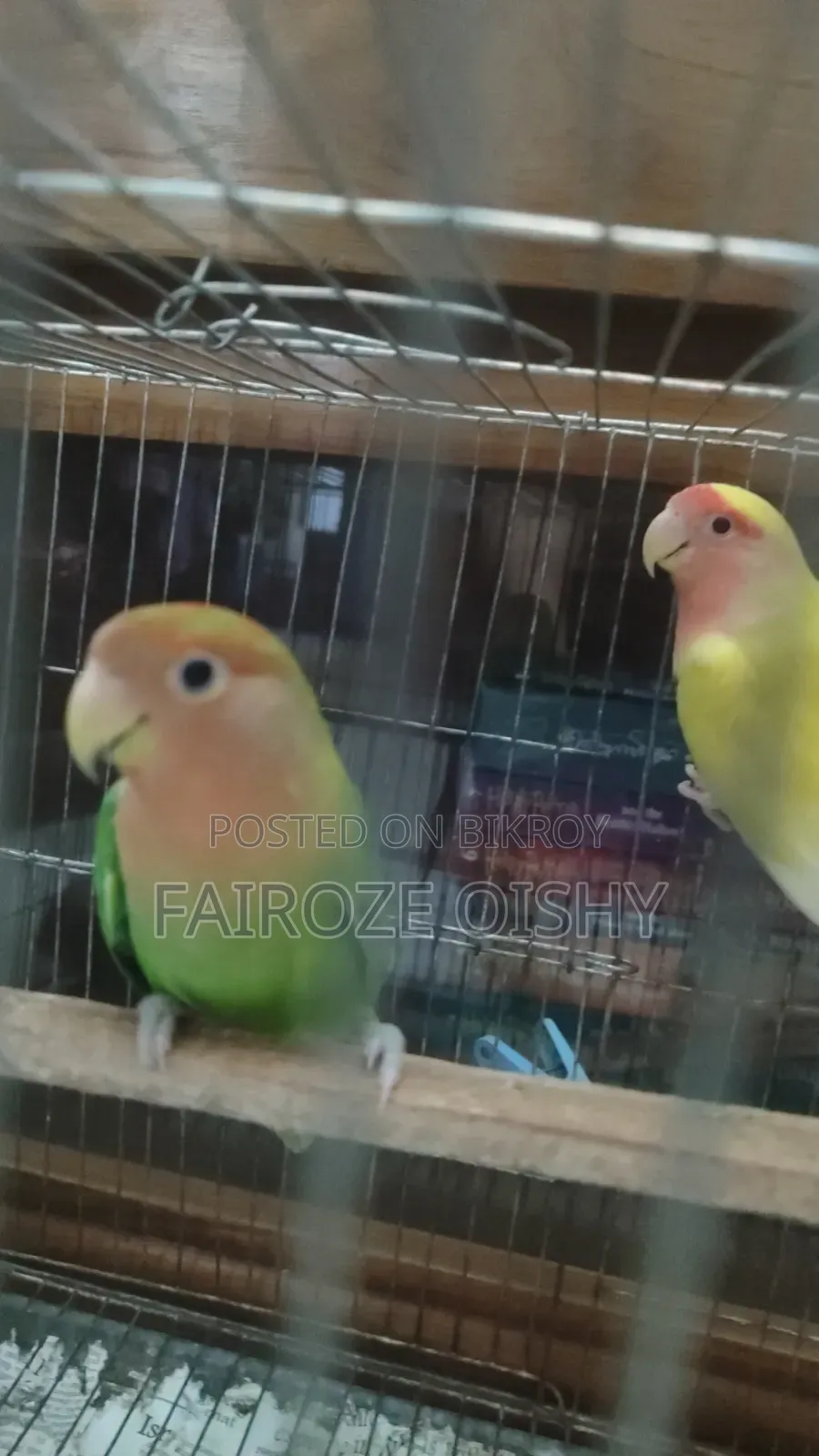 লাভবার্ডস জোড়া