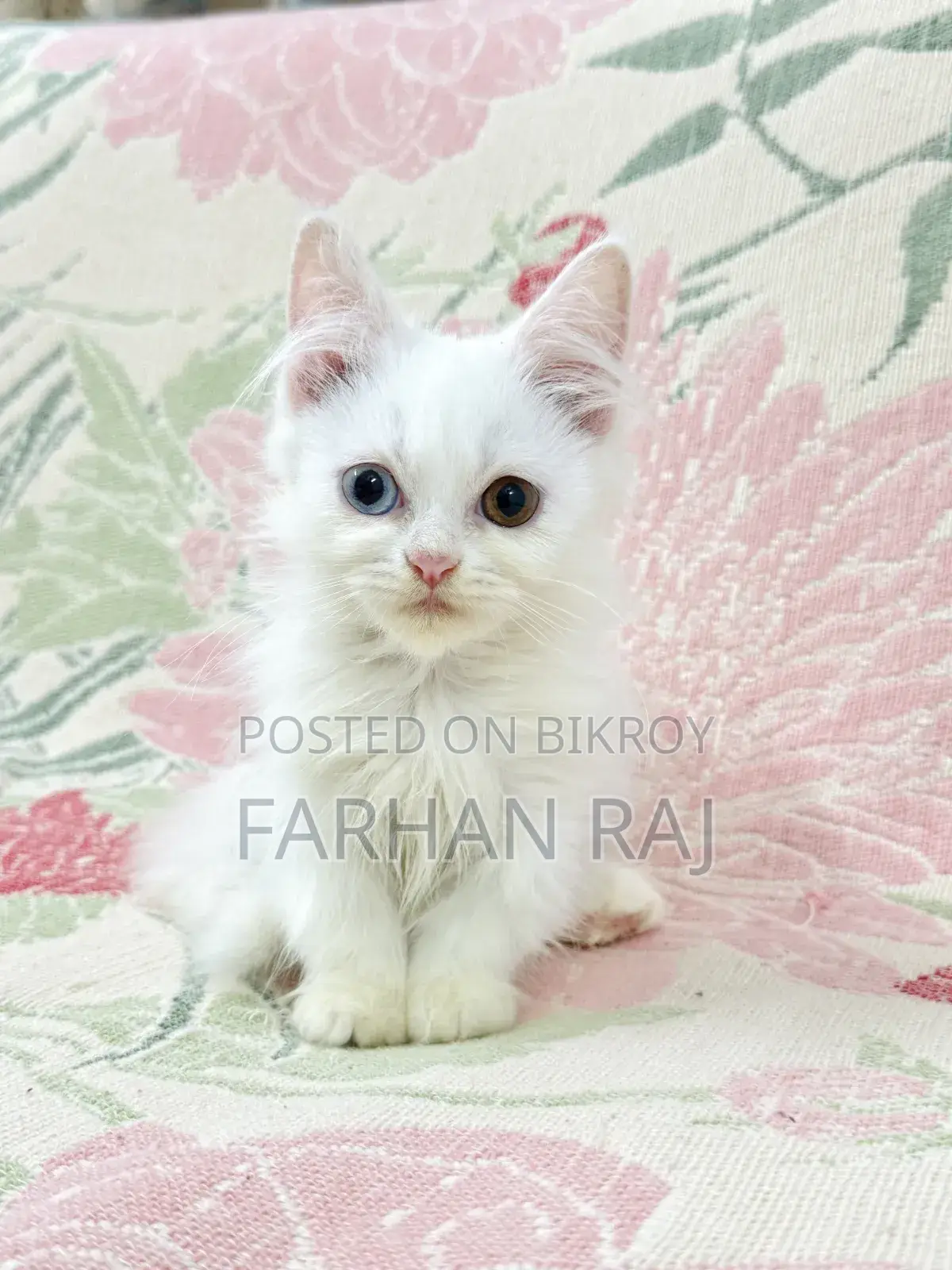 1-3 Months Male Purebred Persian