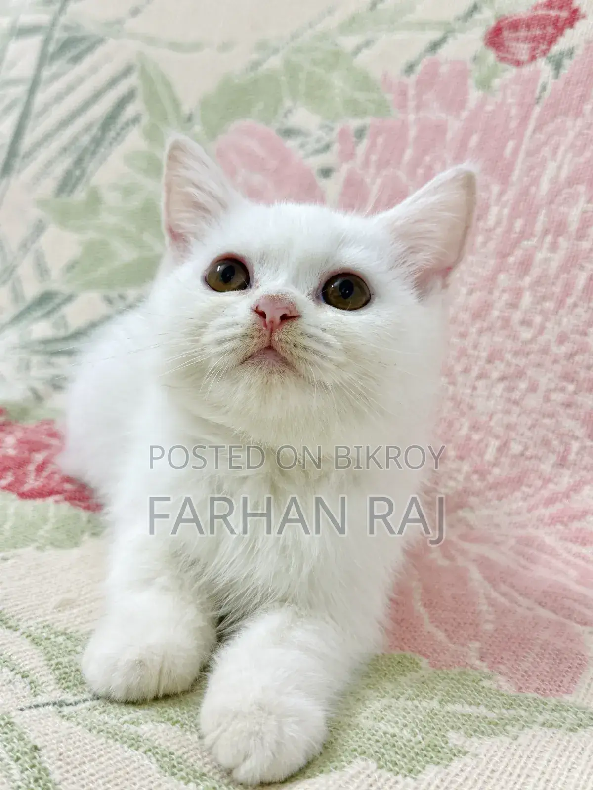 1-3 Months Male Purebred Persian