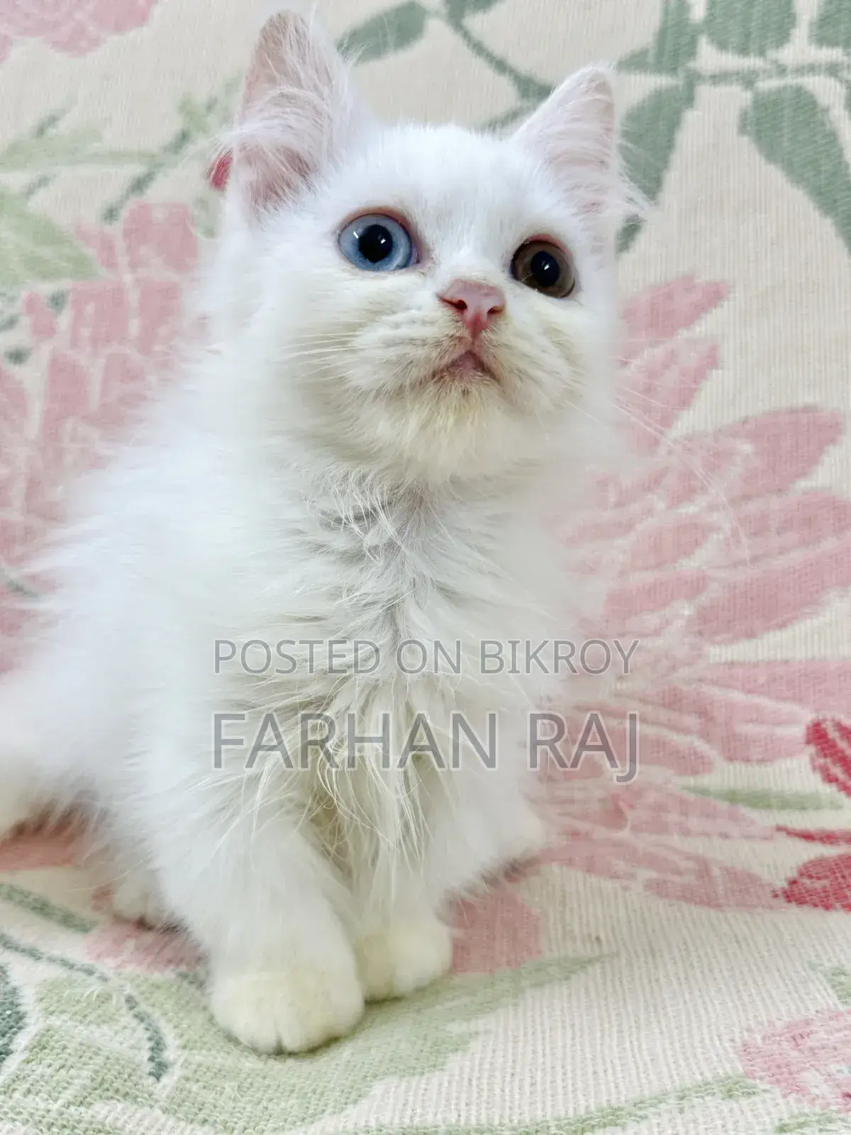 1-3 Months Male Purebred Persian