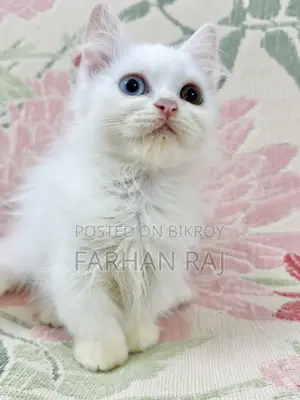 1-3 Months Male Purebred Persian