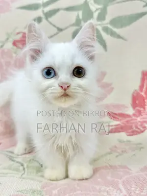 1-3 Months Male Purebred Persian