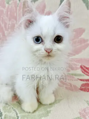 1-3 Months Male Purebred Persian