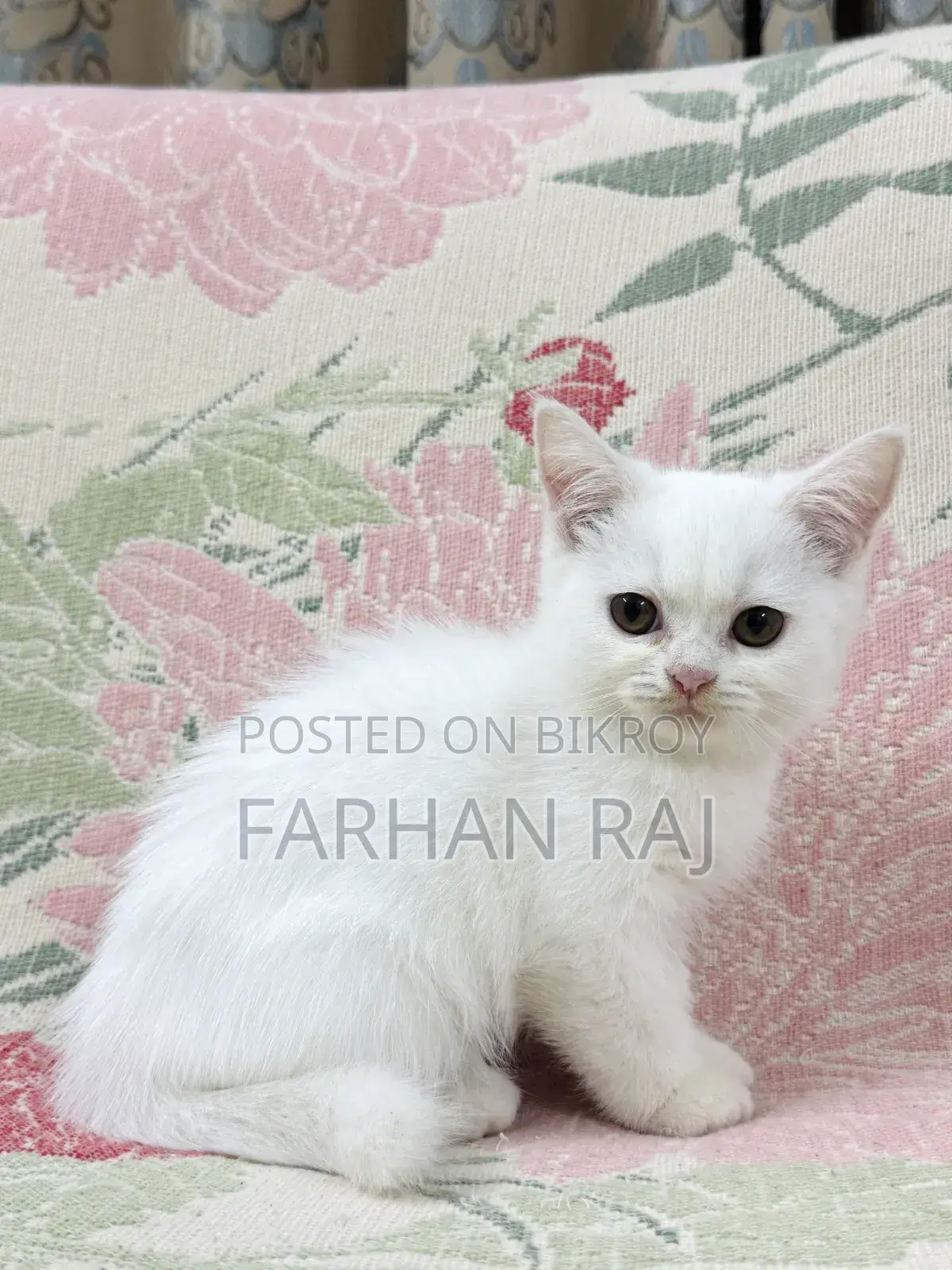 1-3 Months Male Purebred Persian