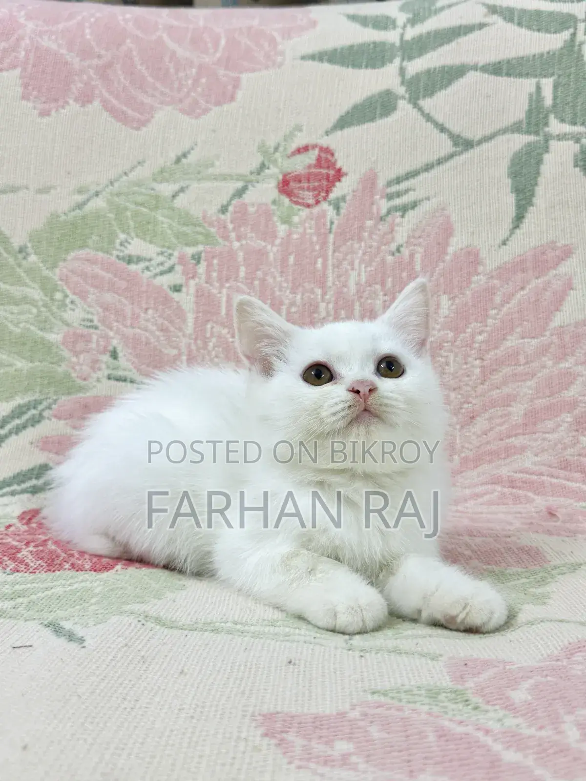 1-3 Months Male Purebred Persian