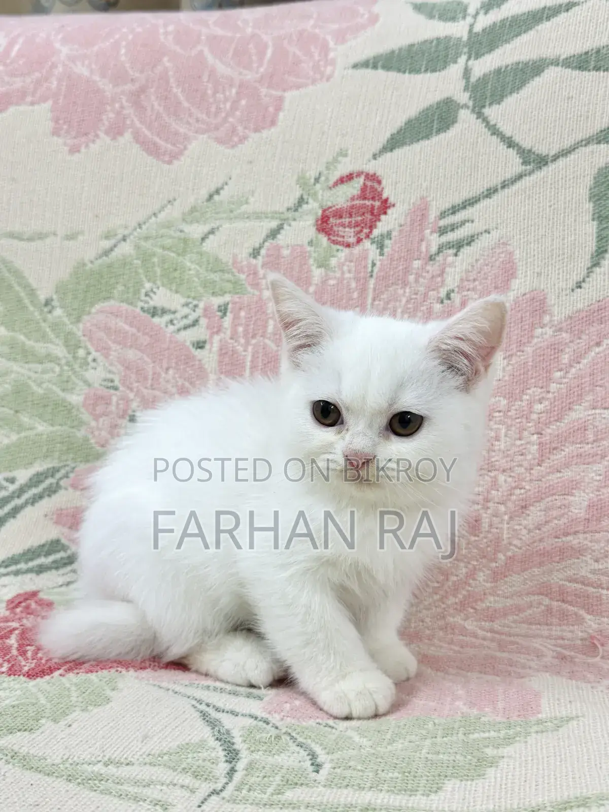 1-3 Months Male Purebred Persian