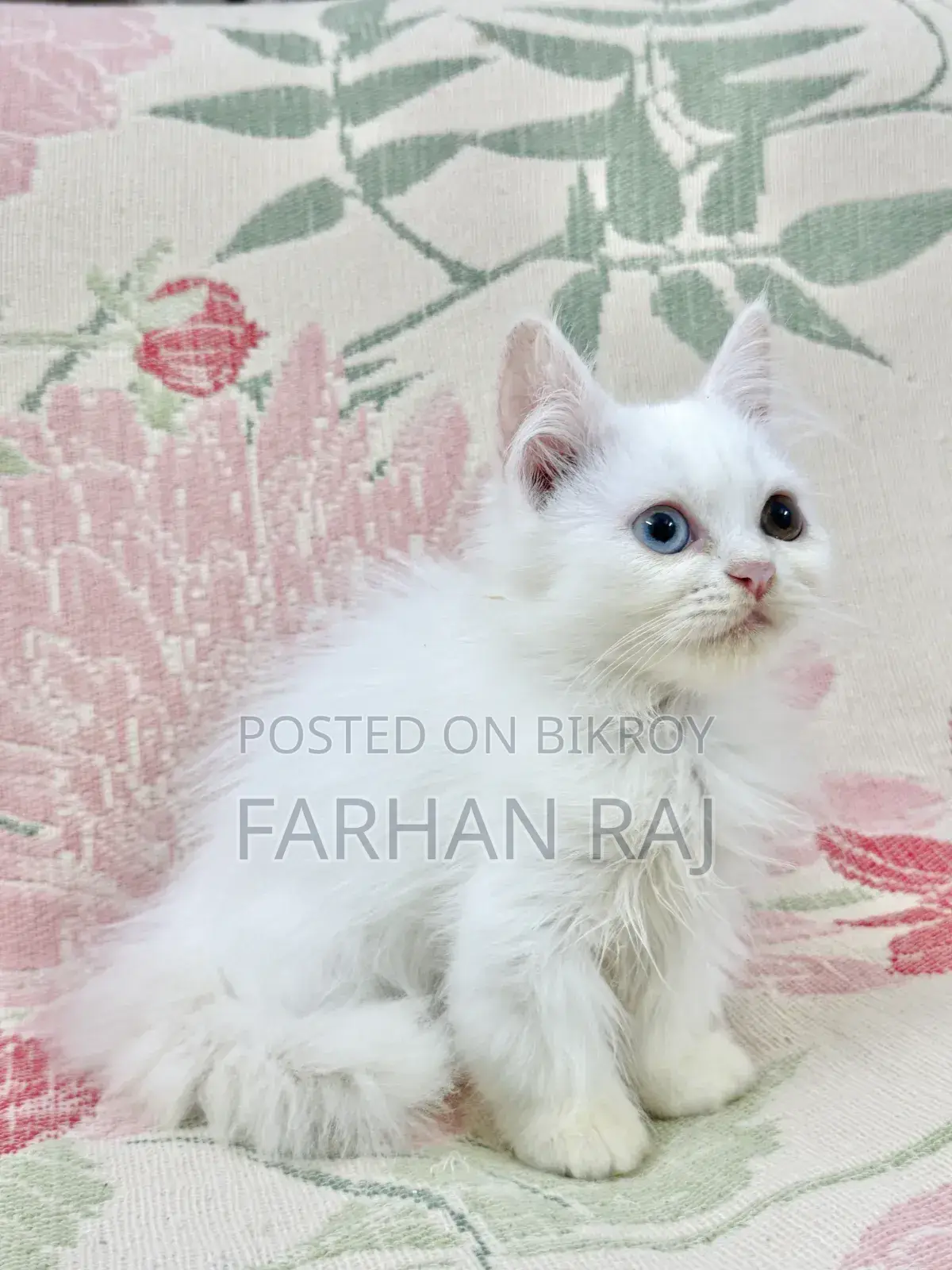 1-3 Months Male Purebred Persian