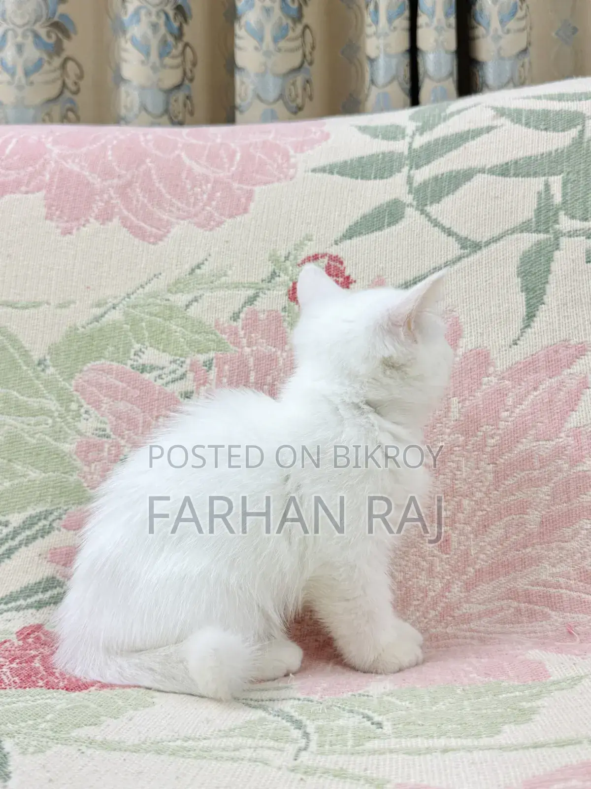 1-3 Months Male Purebred Persian