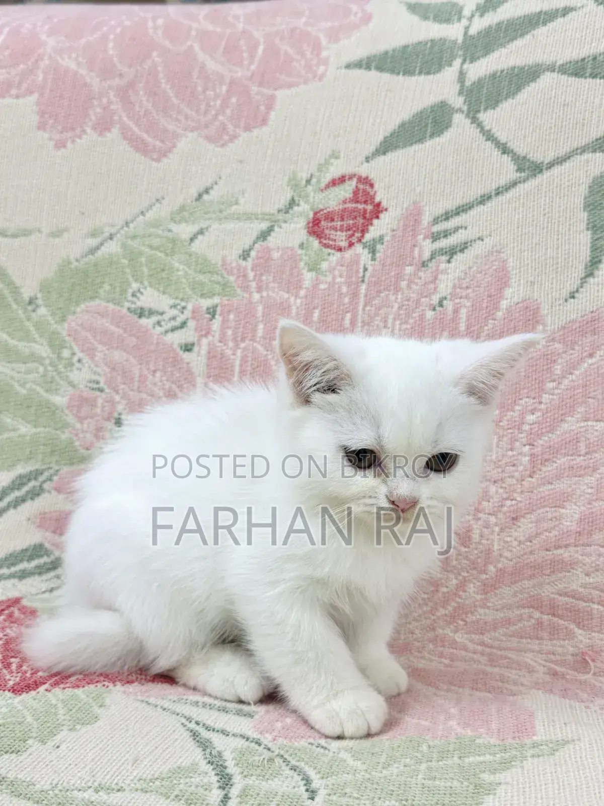 1-3 Months Male Purebred Persian