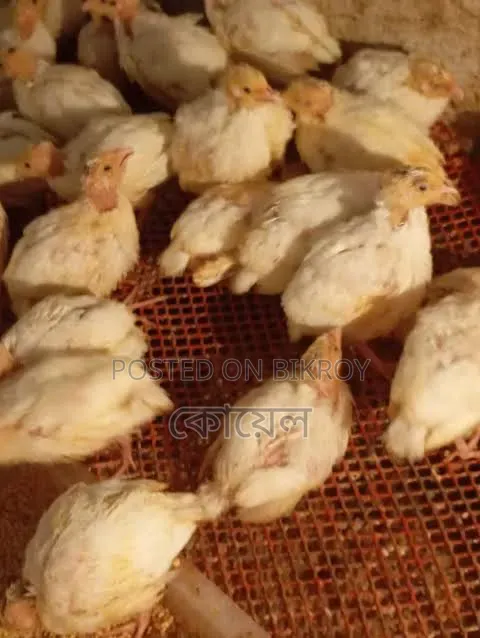European Quail Chicks