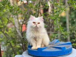 6-12 Months Male Purebred Persian