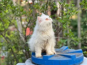 6-12 Months Male Purebred Persian