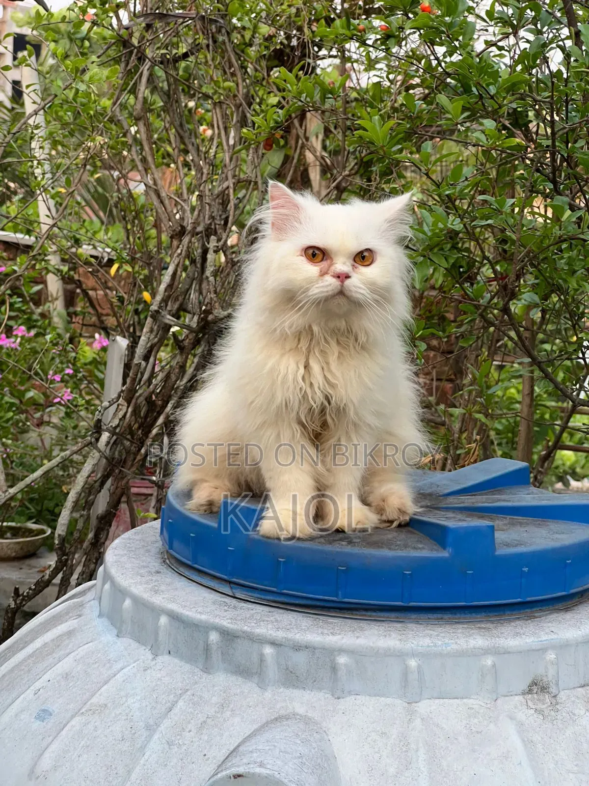 6-12 Months Male Purebred Persian