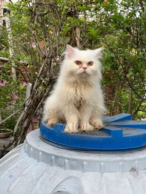 6-12 Months Male Purebred Persian
