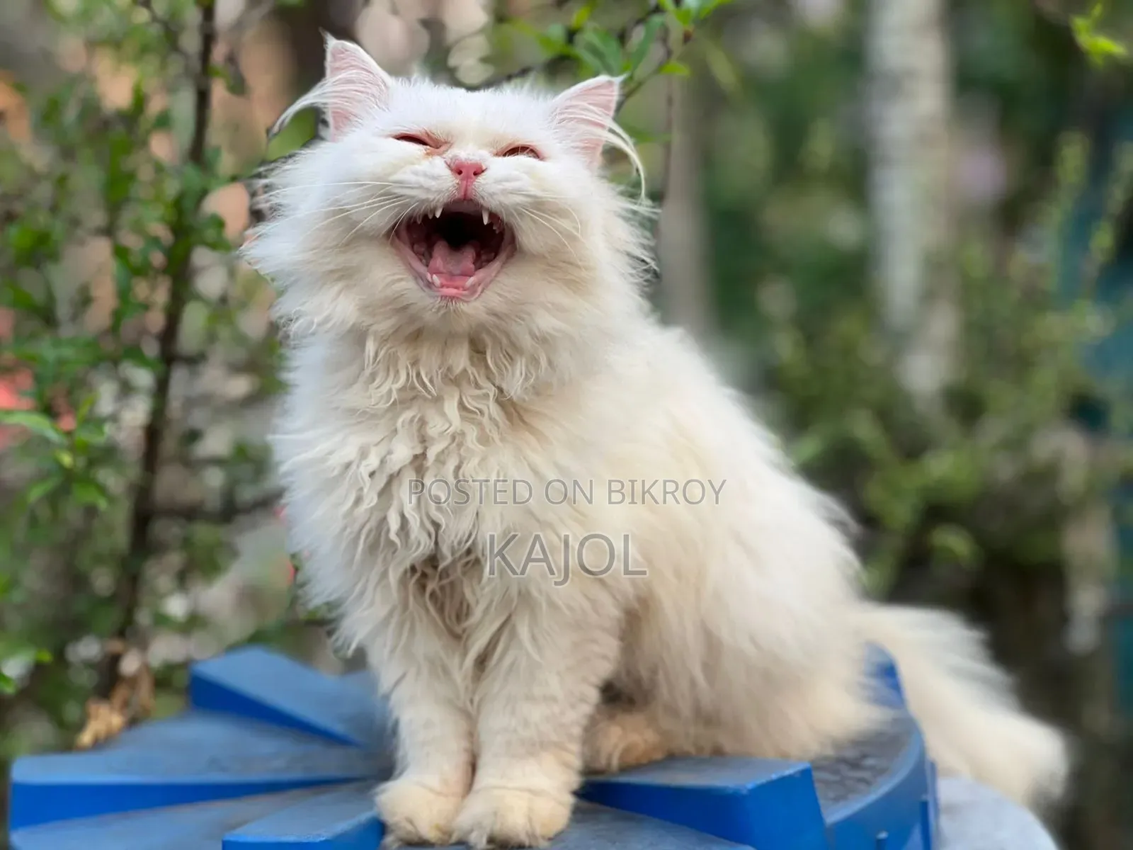 6-12 Months Male Purebred Persian