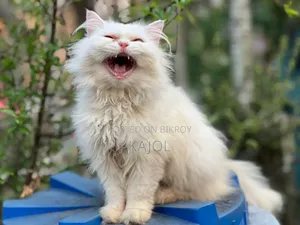 6-12 Months Male Purebred Persian